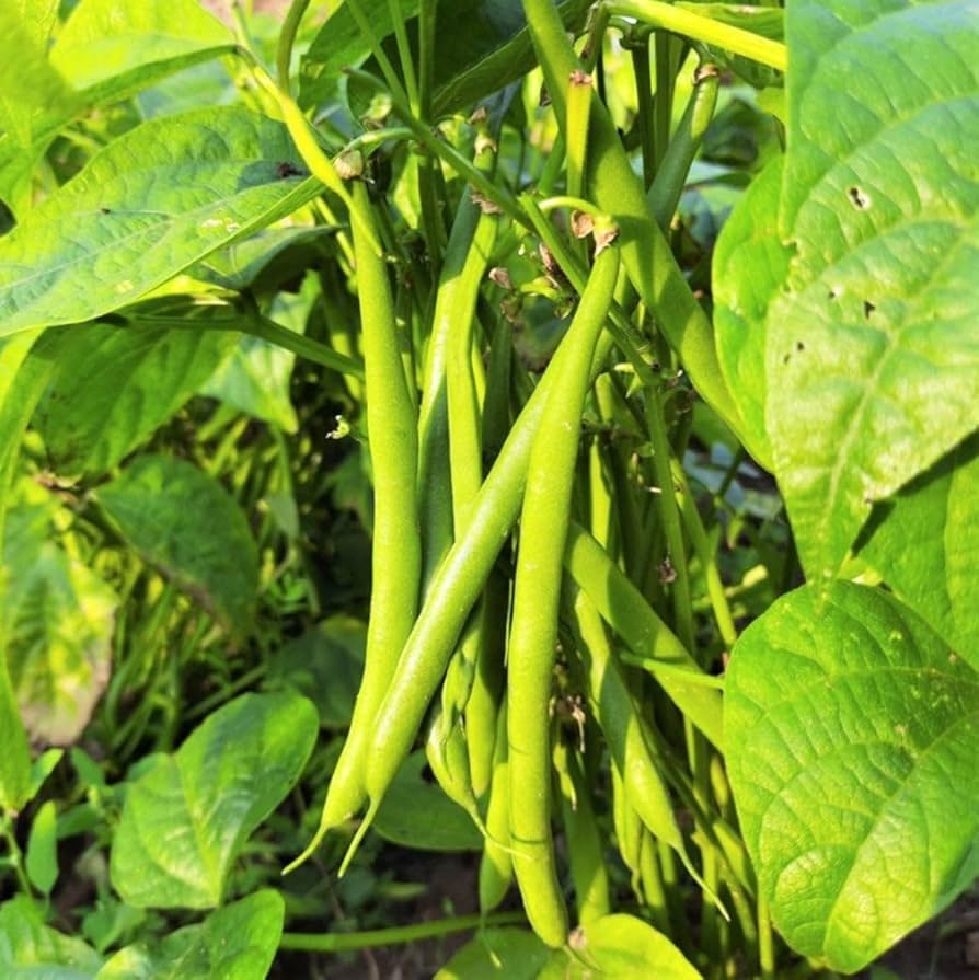 Amazon.com : TomorrowSeeds - Tenderette Green Bean Seeds