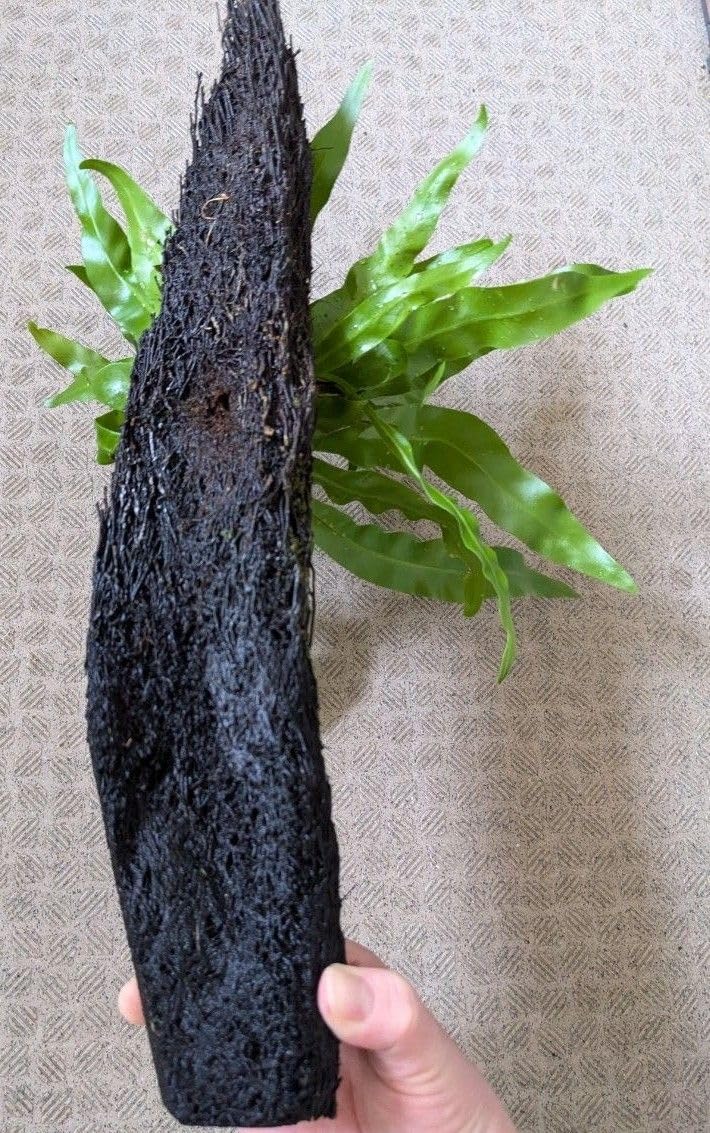 Amazon.co.jp: オオタニワタリ アスプレニウム ヘゴ板付け 植物
