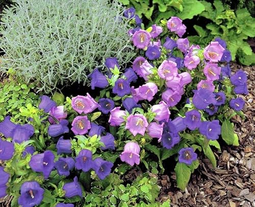 Miniatura 6 de Semillas Canterbury Bells Double Mix (taza y platillo) Flores perennes cortadas para interiores y exteriores para plantar sin OMG