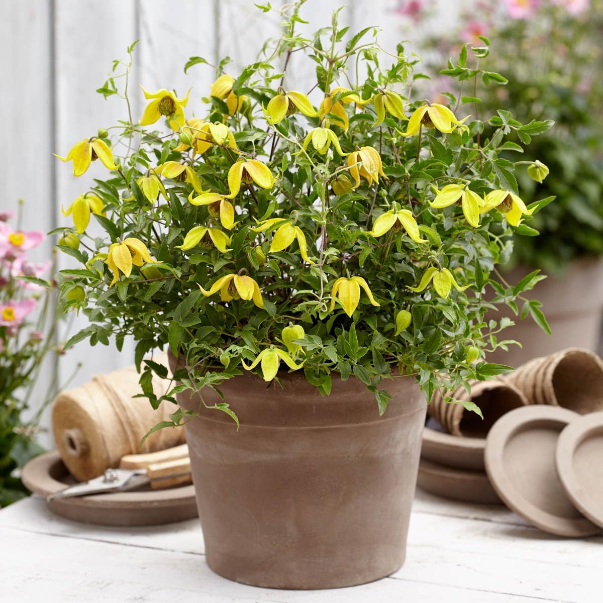 Direct Gardening Little Lemons Clematis Vine Collection Dormant Bare Root Yellow Flowering Perennial Starter Plants 2 Pk