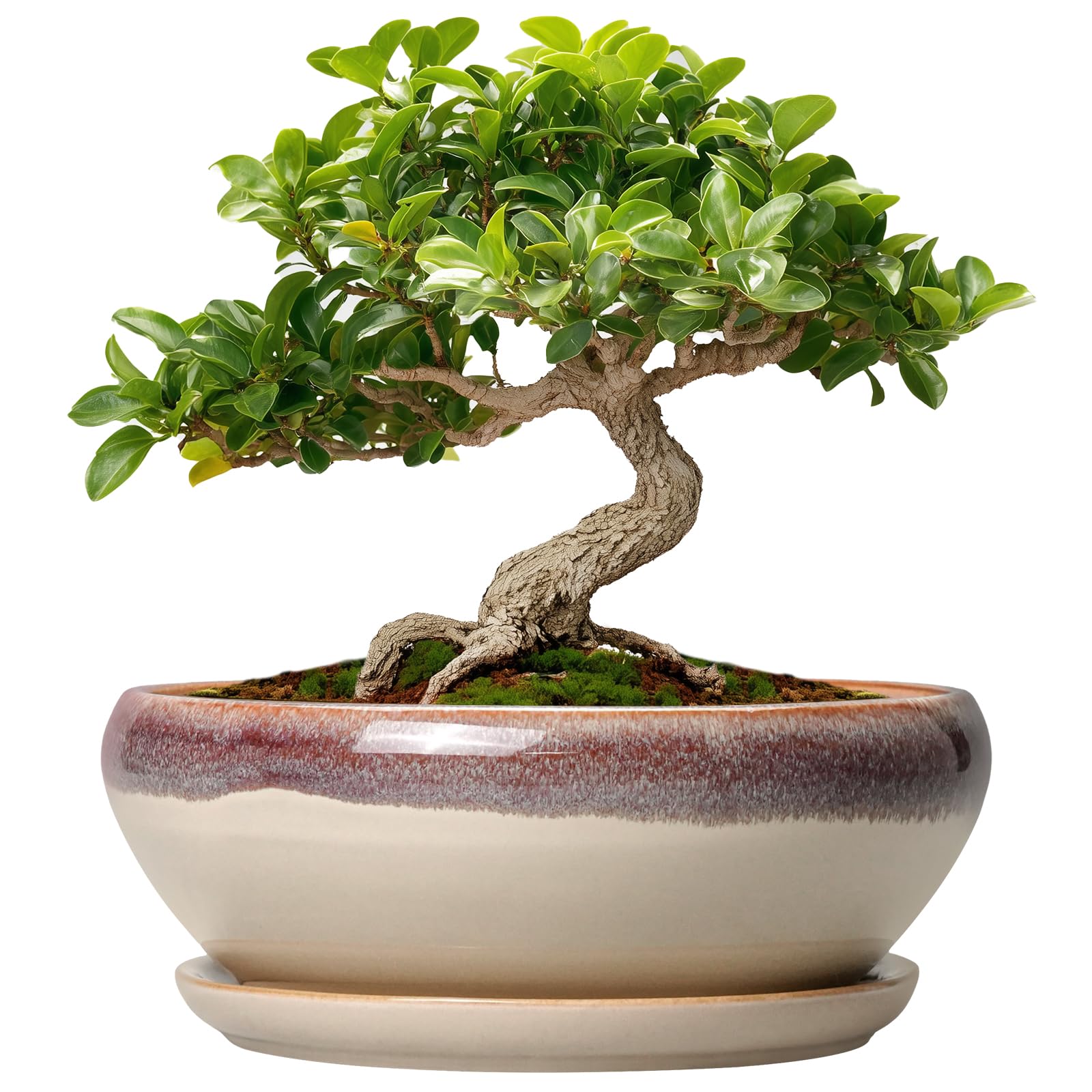 SQOWL 6 Inch Small Bonsai Pot