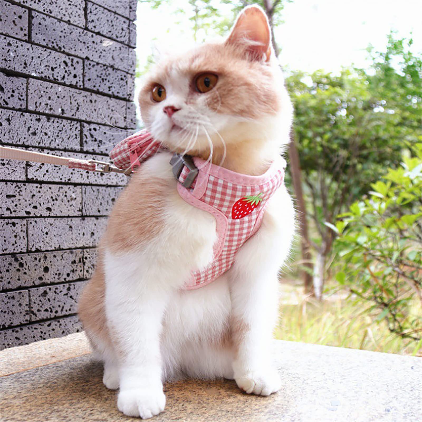 Laisse de Harnais pour Chat avec Sac à Dos, Harnais de Gilet de Chat Anti-évasion pour Chat en Plein air, Marche, Voyage Little Surprise
