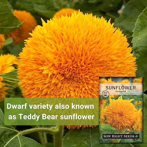 Miniatura 3 de Sow Right Seeds - Semillas de girasol enano Sungold para plantar - Paquete de reliquia sin OMG con instrucciones para cultivar - Variedad corta,