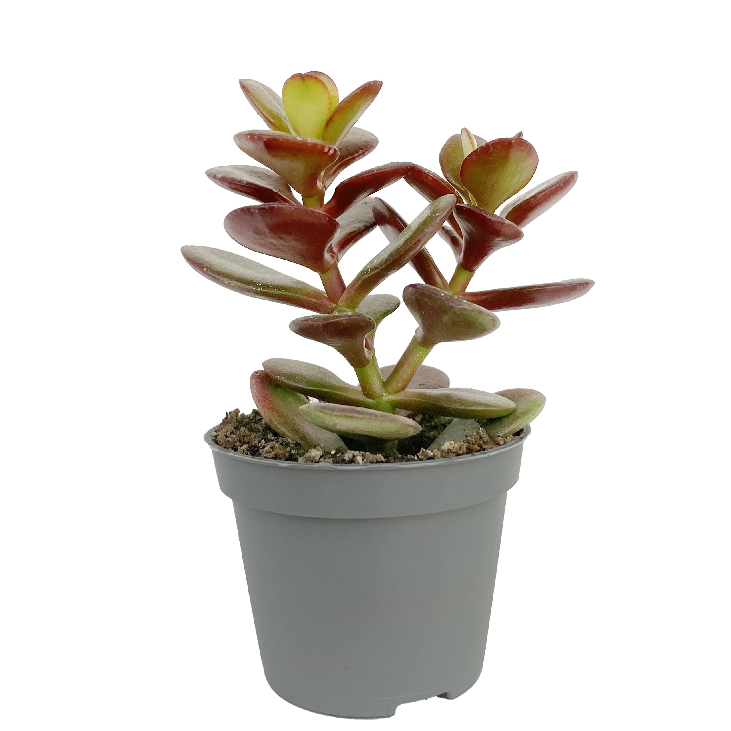 Live Money Tree Jade Plant (Crassula ovata Minima) Easy Care Potted Succulent House Plant (6cm Plastic Pot)