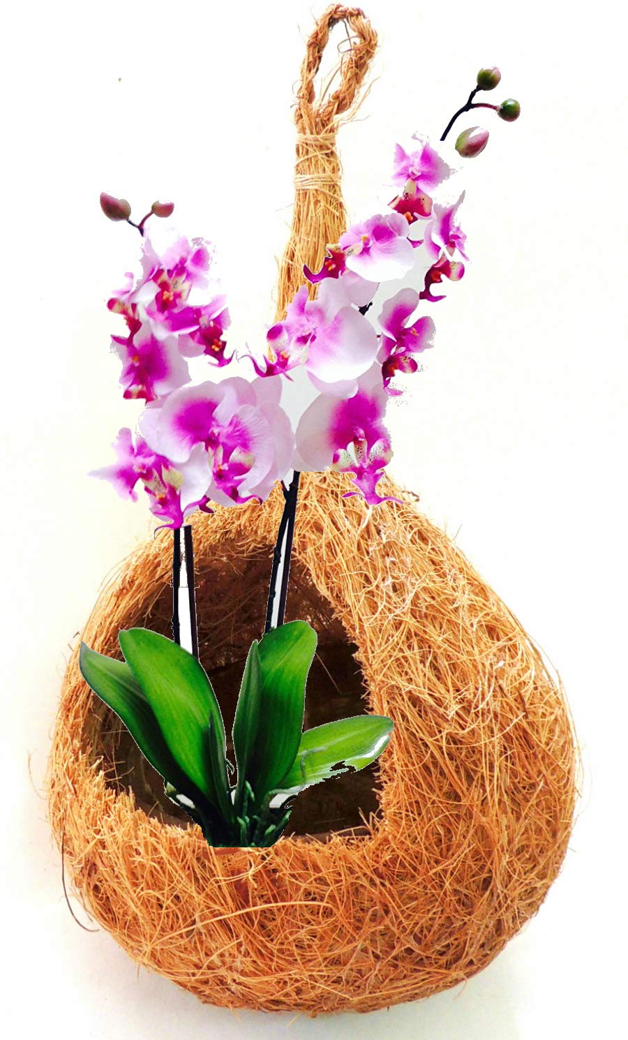 ZENRISE® Coco Fiber and Shell Sphere Hanging kokedama Planter for Indoor Orchid air Plants