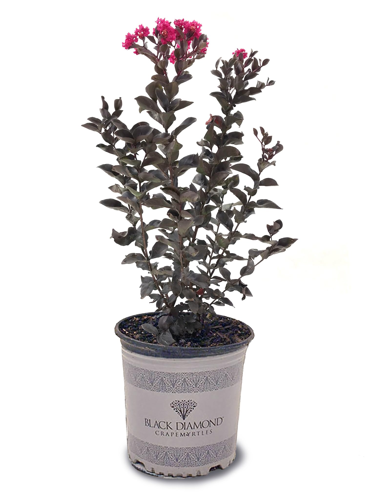 American Plant Exchange Black Diamond Mystic Magenta Crape Myrtle 3-Gal