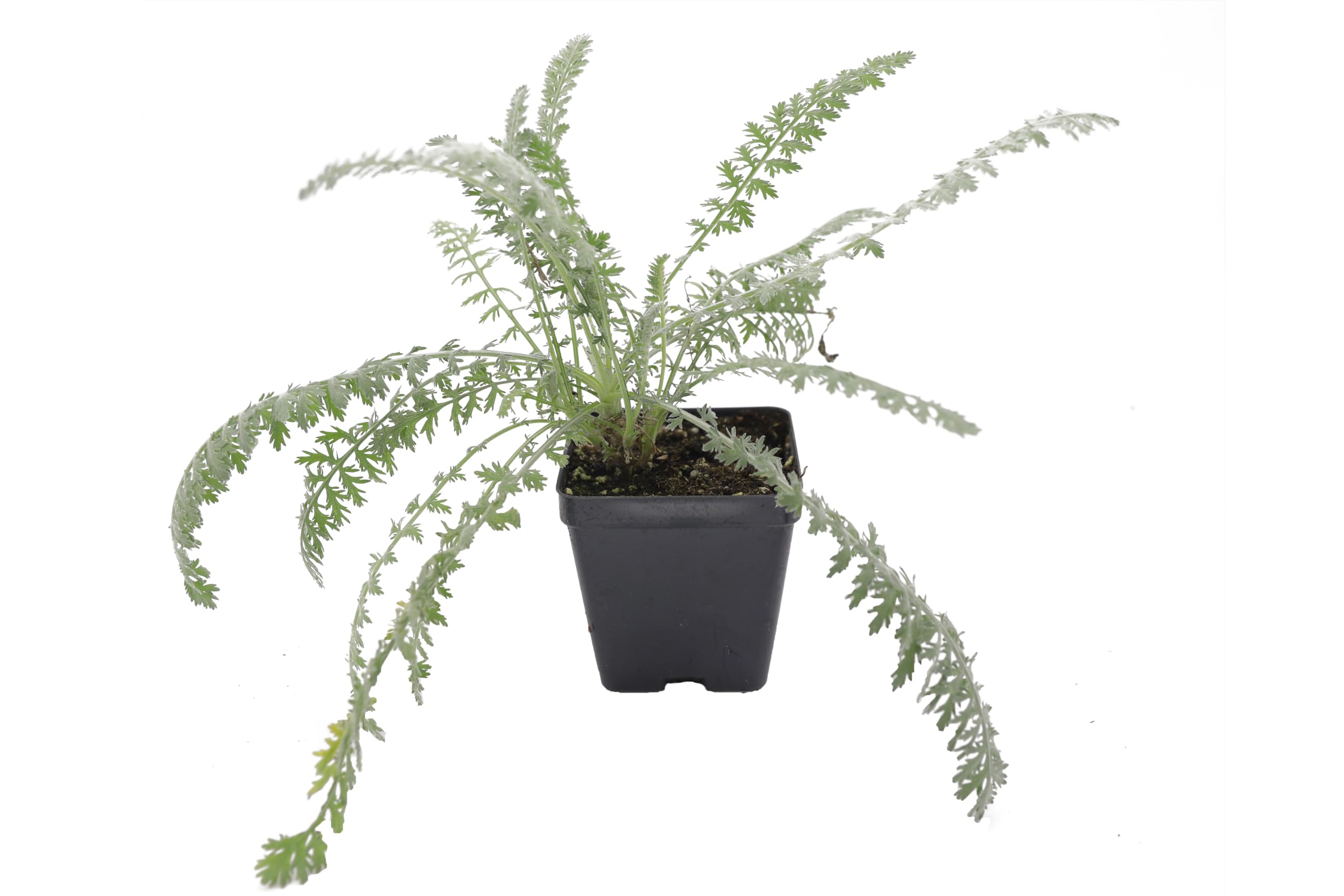 Greenwood Nursery Moonshine Yarrow