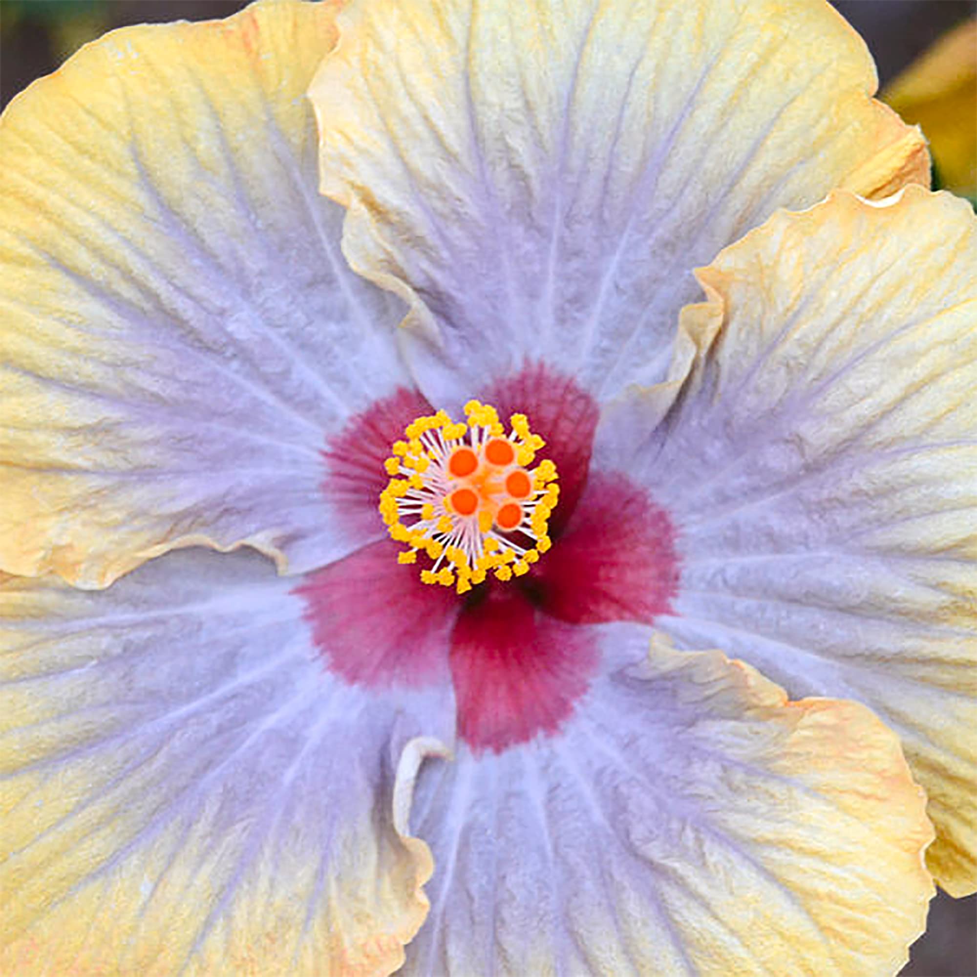 Amazon.com : QAUZUY GARDEN 10 Rare Purple Yellow Hibiscus/Rose of