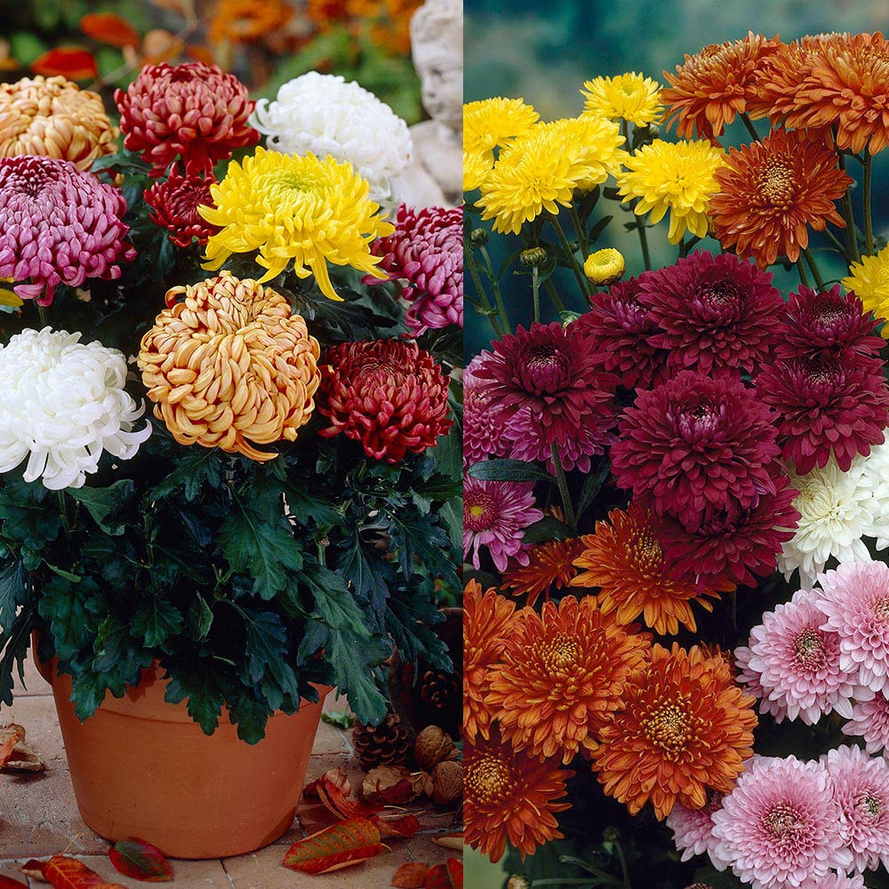 Chrysanthemum Hybrid Flower Seeds for Winter Home Gardening Pack of 50 Seeds By Zabbus (B0BQX3DJW9) Amazon Price History, Amazon Price Tracker