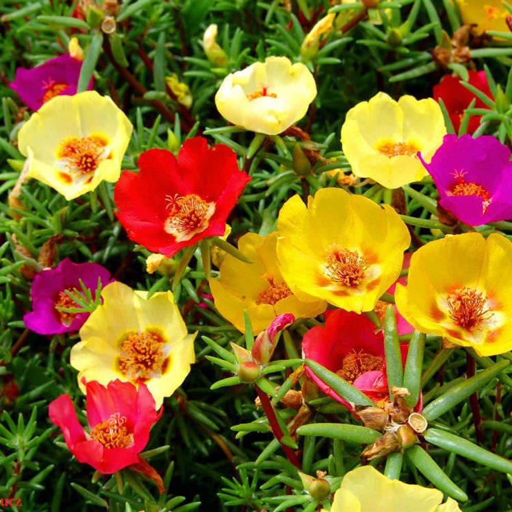 Kraft Seeds by 10CLUB Portulaca Mix Flower Seeds (1 Packet, 200 Seeds) | Flowering Plants Seeds for Home Gardening |Natural and Real Seeds for Indoor Home Decor | Summer Flowering Seeds (B07ZX4BMPY) Amazon Price History, Amazon Price Tracker