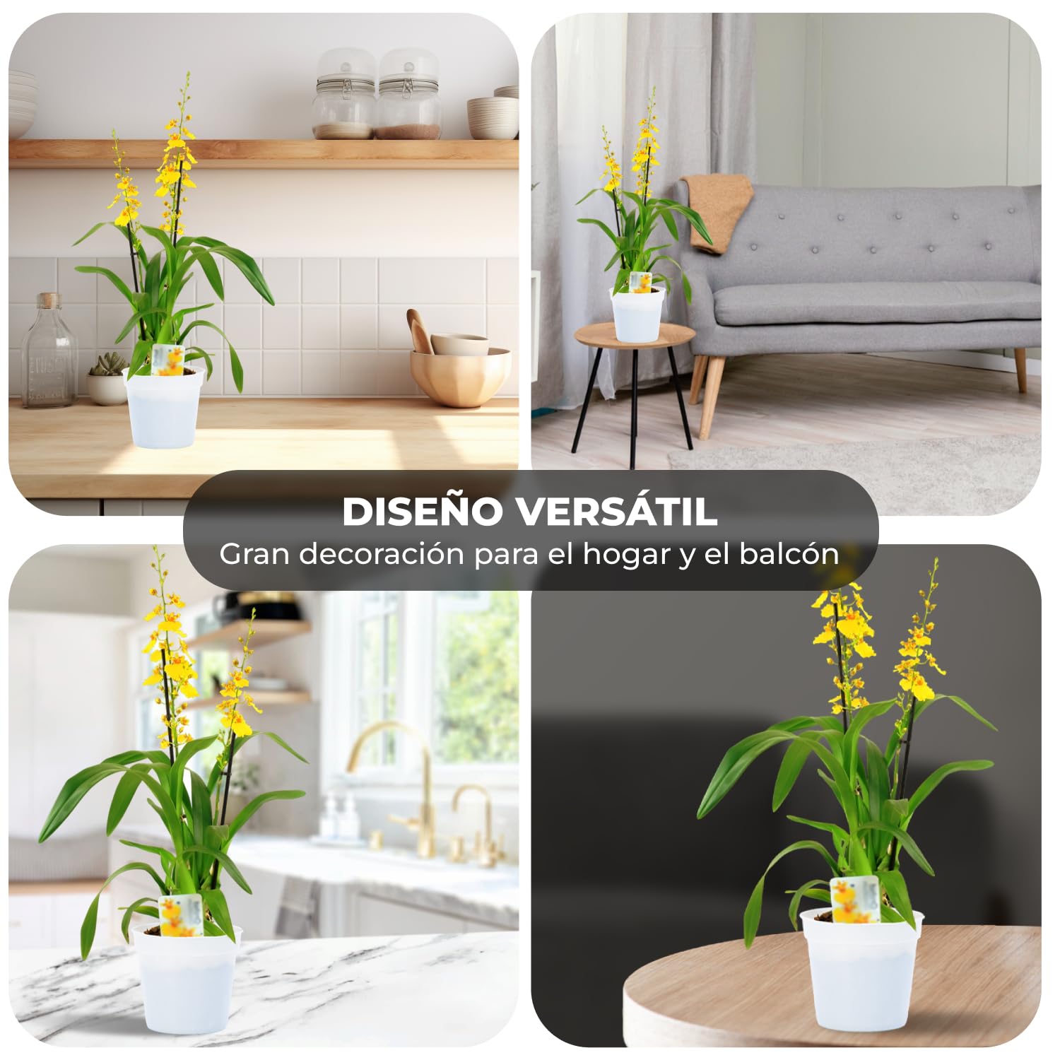 Orquídeas Oncidium Joost reales, 2 grandes plantas de interior de Holanda, de 30-40 cm de altura con flores y fragantes