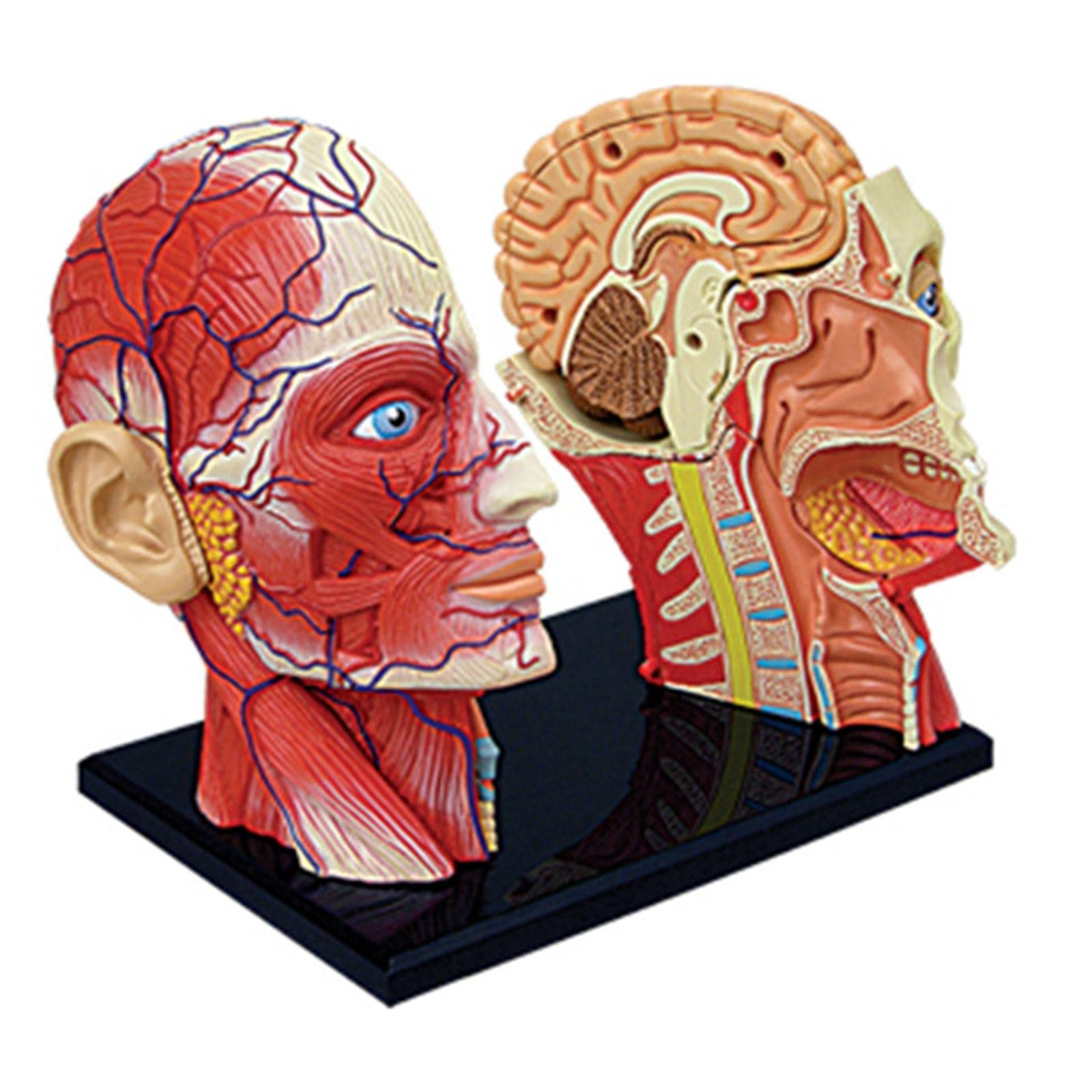 Modelo Compuesto 4D del Esqueleto Humano