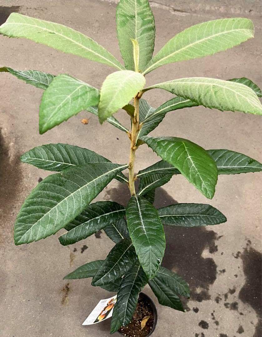 ユッカロストラータ　72苗④ 鉢のまま発送 ユッカロストラータ 4苗 鉢のまま発送 ユッカロストラータ 72苗⑤ 鉢の