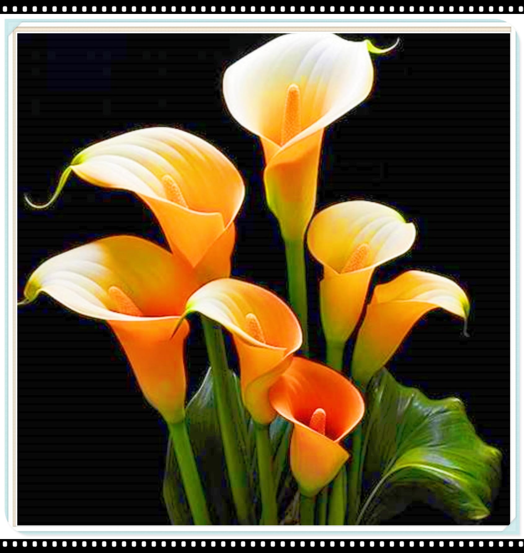 Rare Calla Lily Best Decoration Calla Lily Bulbs Wedding Flowers/Garden Flowers/Plant Bulbs-8bulbs-g