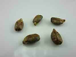 Grape SEED 1〜26 / 12〜26 71A0jiLzkPL._AC_SY200_QL15_.jpg