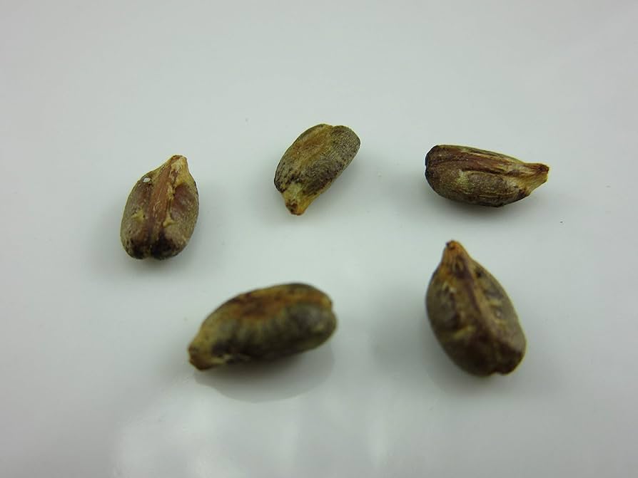 grape SEED １～８ 852971004675_1SPGS60_PDP_1_91c