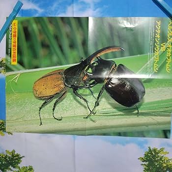 折りたたみポスター希少！ 海外カブトムシ＆クワガタ昆虫図鑑付録　昭和58年当時品 Amazon.co.jp: 折りたたみポスター！ 海外カブトムシ＆クワガタ