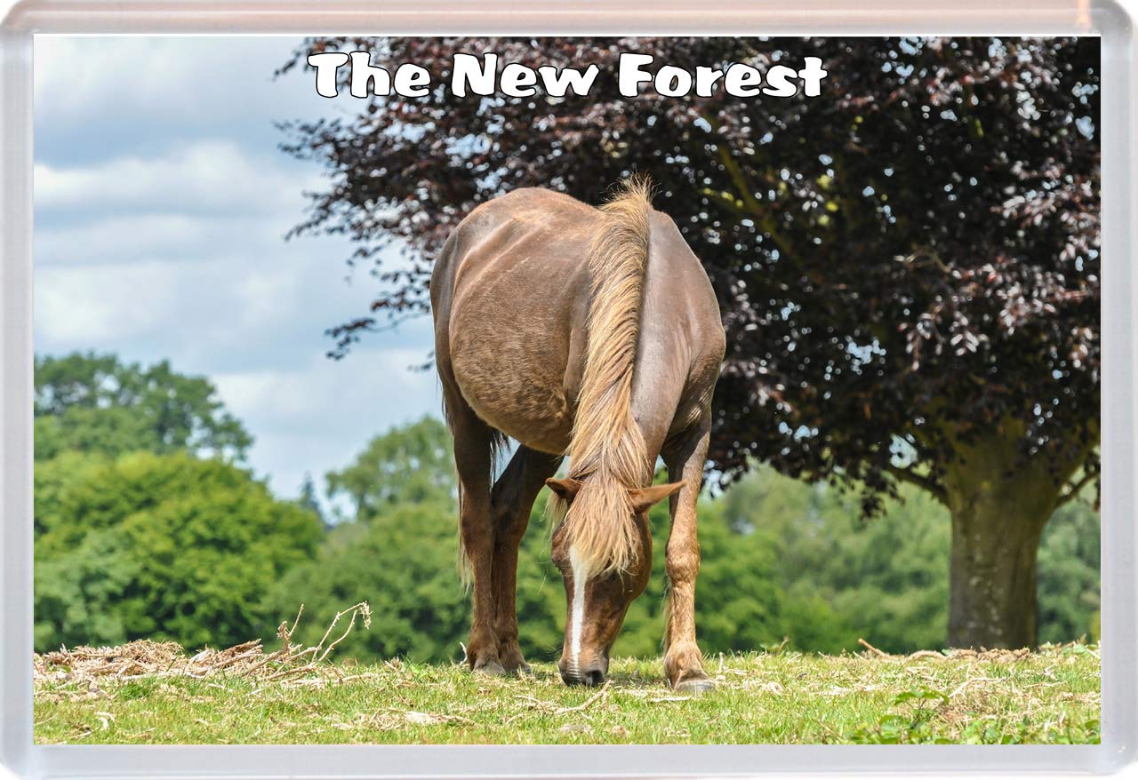 Baked Bean Store The New Forest - Fridge Magnet 96 X 67 Mm Jumbo Size Bbsm1781