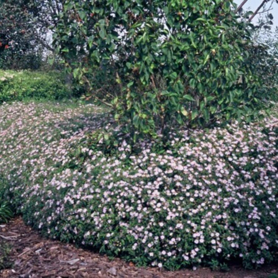 Plants by Frank 48x Aster Ageratoides Asran, Plantes d’aster, Ø 9 cm