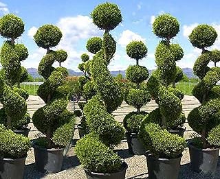 Italian Cypress Seeds for Planting | 50 Seeds | Exotic Evergreen Tree, Train to a Spiral Cypress