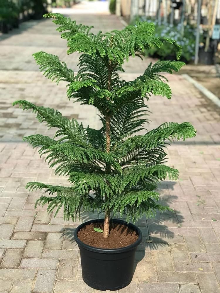 Natural Christmas Tree Plant | Indoor outdoor Ornamental Evergreen | Air Purifying Live Plant pack of 1 without pot-image-45