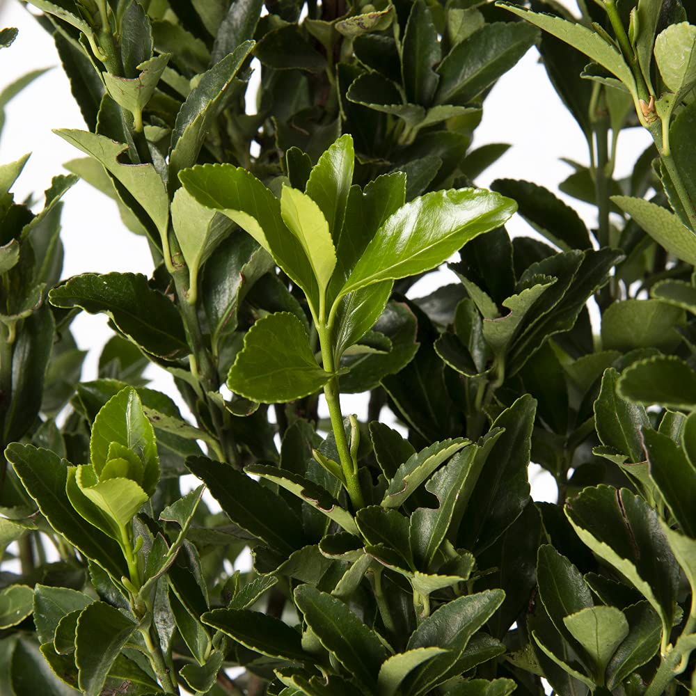 Euonymus Japonicus - Evonyme japonais - Plantes de haie d'extérieur - Vraies Plantes Vertes Naturelles de Jardin Résistantes - H 100-125 cm Pot Ø 30 cm