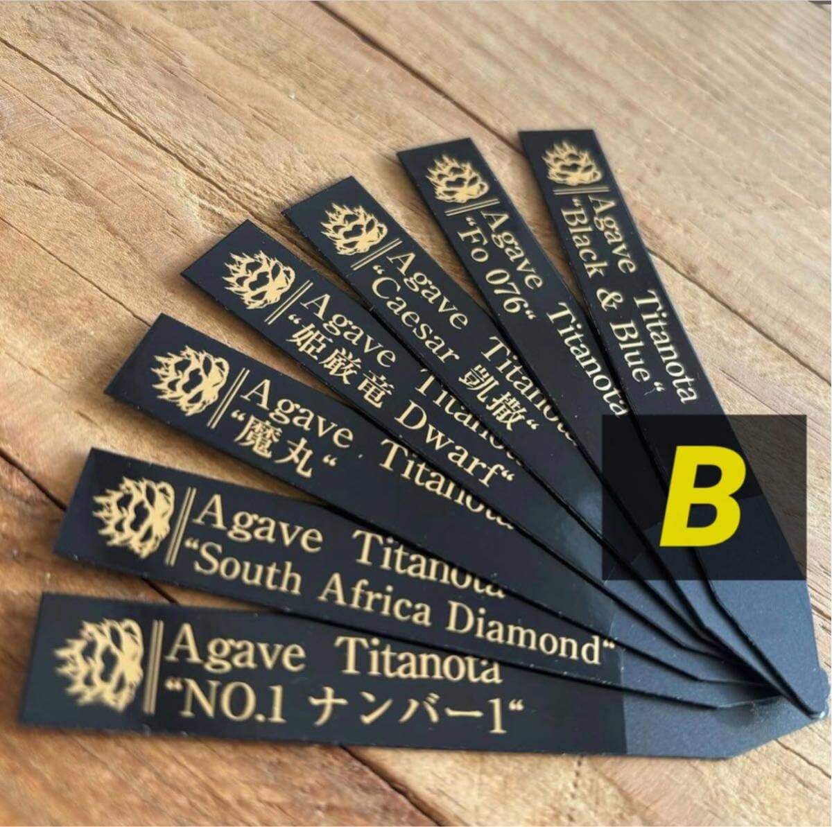 / アガベ　11株セット　ネームタグ付き アガベ 11株セット ネームタグ付き 様専用 アガベ 11株セット