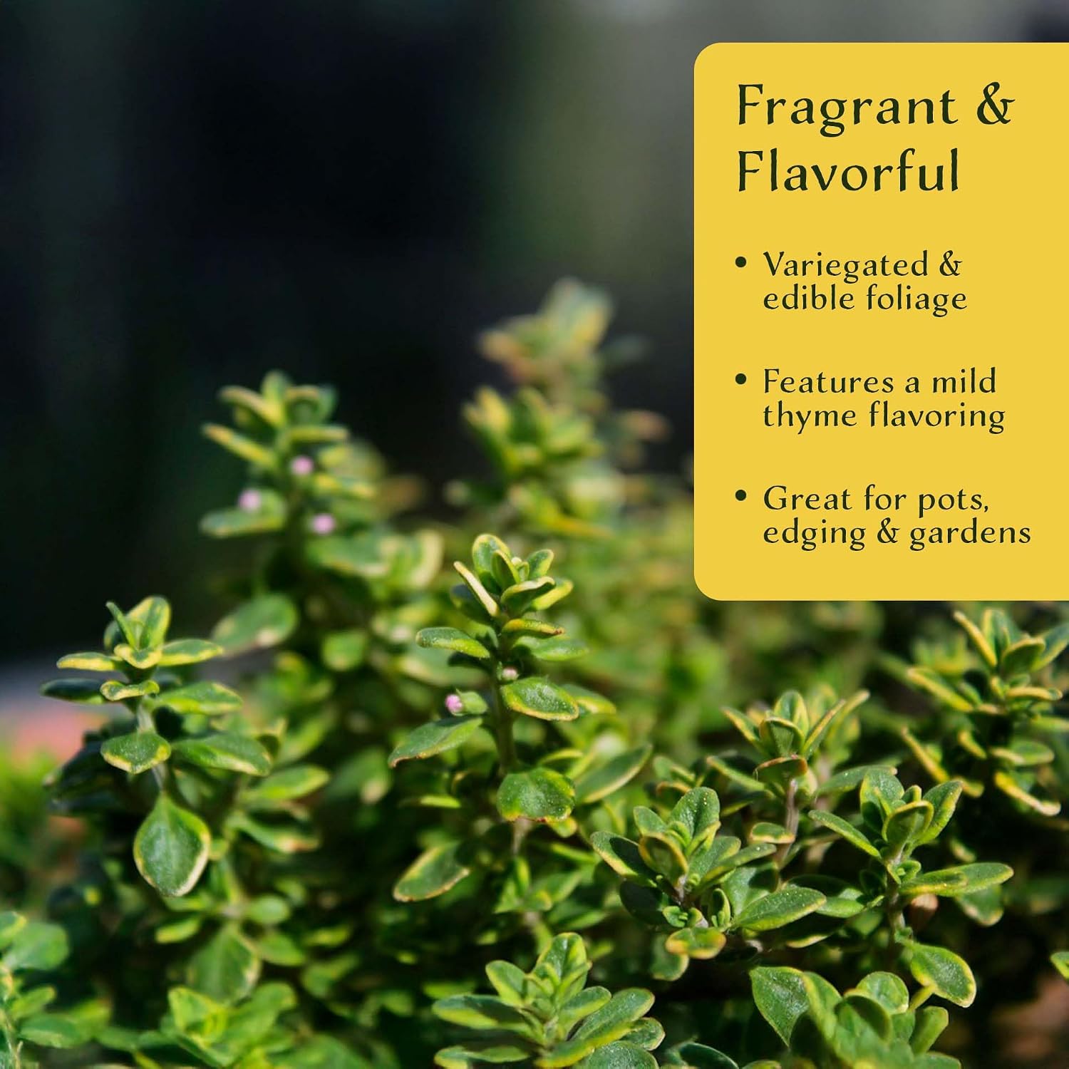 12 Golden Thyme (Thymus citriodorus ‘Golden’) | Variegated Yellow-Green Evergreen Culinary Herb with Lemon-Scented Leaves | 2.5” Nursery Cubes, Ready-to-Plant Live Starter Plants