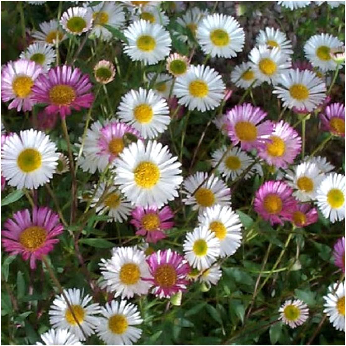 Erigeron Karvinskianus โMexican Fleabaneโ Perennial Daisy X 5 Plug Plants for Potting on
