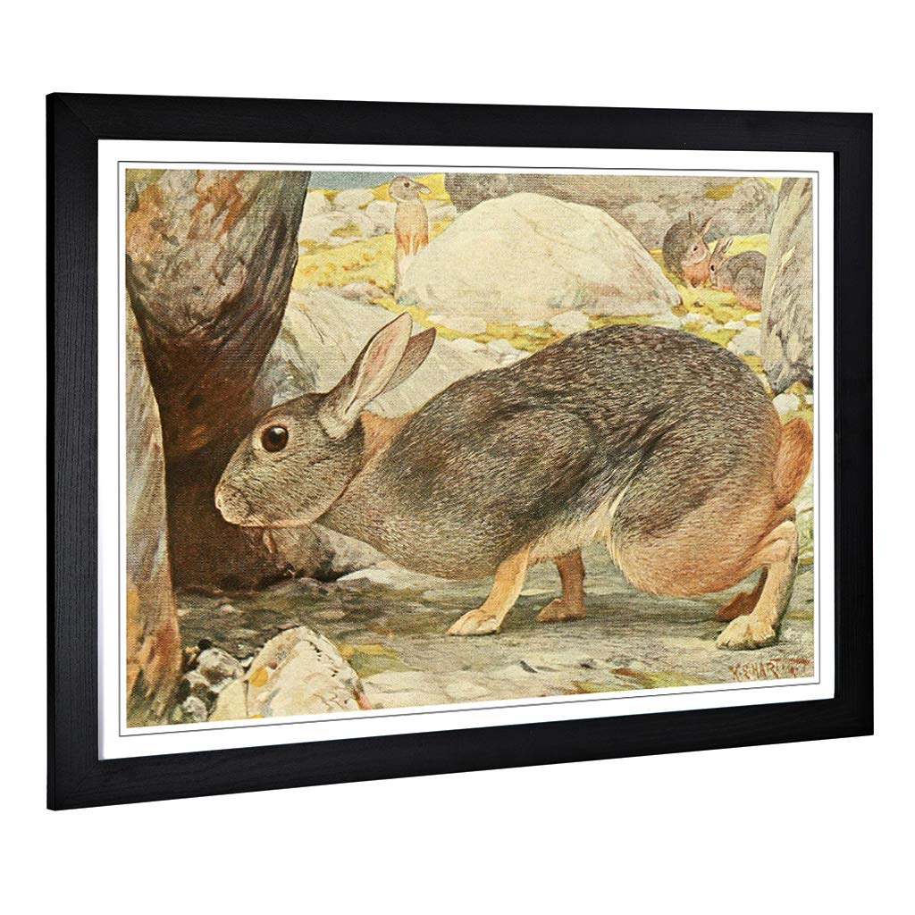Big Box Art Framed Print of Vintage Karl Ludwig Hartig Red Rock Hare Design | Wall Art Picture | Home Decor for Kitchen, Living Room, Bedroom, Hallway, Black, A2 / 24.5x18 Inch / 62x45cm
