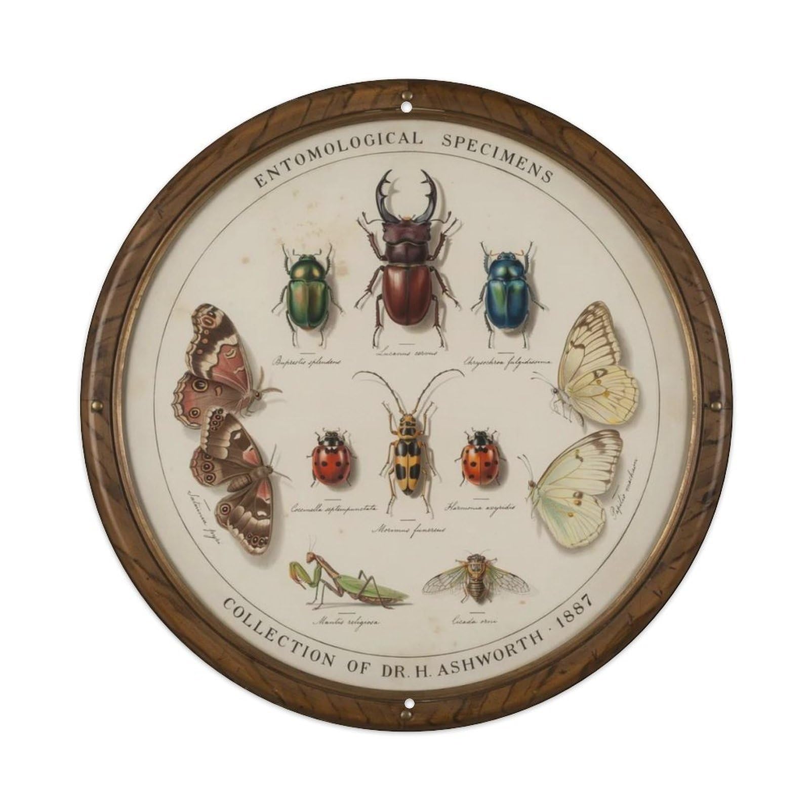 Vintage Beetle Insect Metal Tin Sign Plaque
