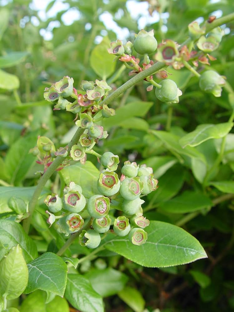 Amazon.com: American Beauties Native Plants Vaccinium