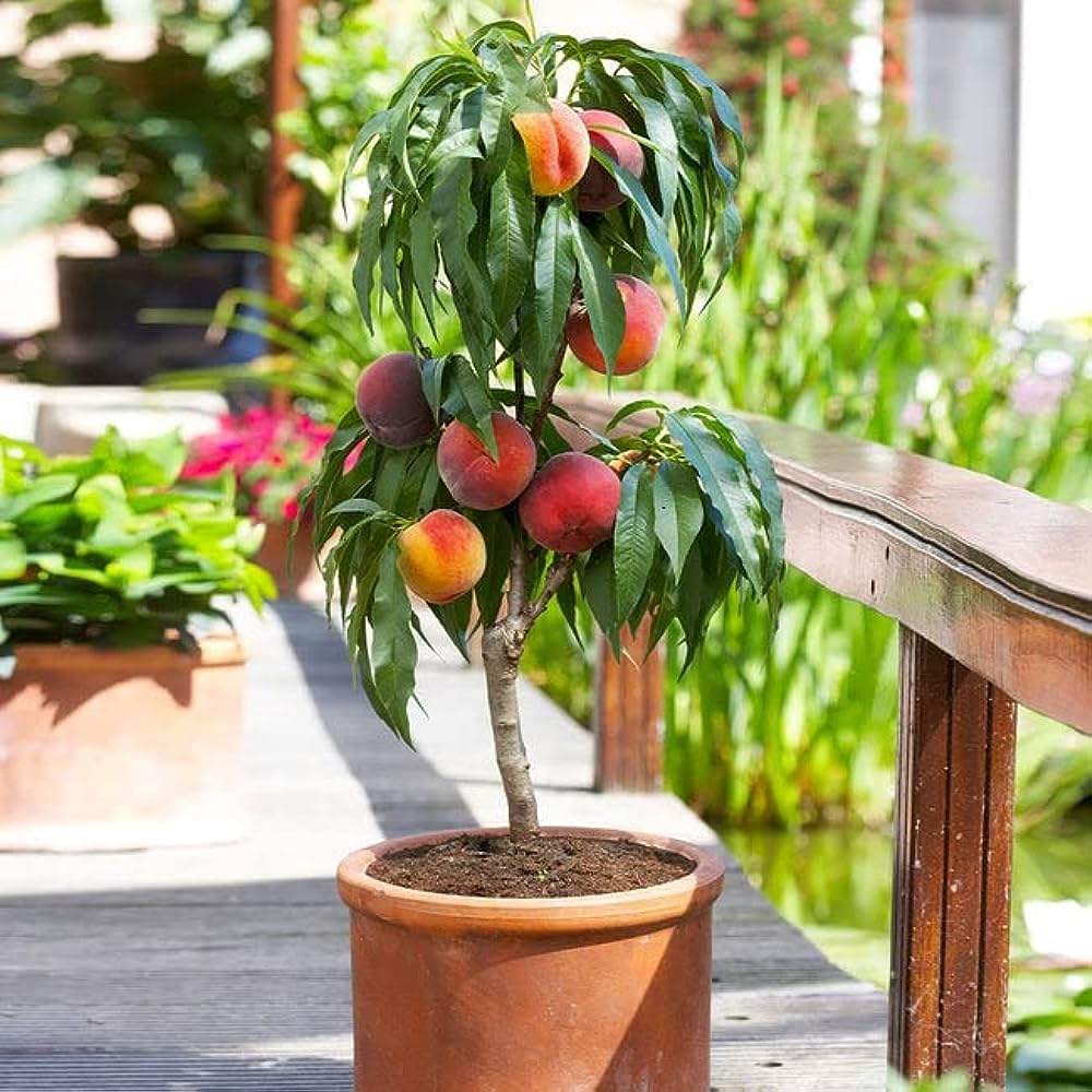 DDN Plants` Exotic Live Grafted Plum (Aalu bukhara/Aloo bukhara/Alubukhara) Healthy Fruit DF54 (B0CJC34LZ9) Amazon Price History, Amazon Price Tracker