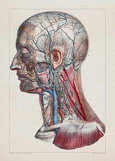 Anatomy CAROTID NECK ARTERY print SRA3 12x18 conqueror laid paper