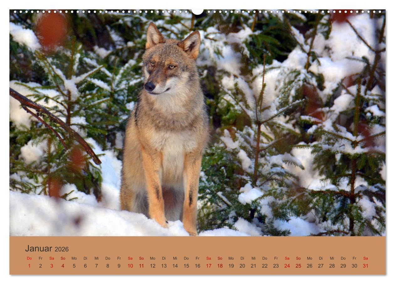 Begegnungen DER WOLF (Wandkalender 2026 DIN A2 quer), CALVENDO Monatskalender: Der Wolf - fantastische Bilder vom Isegrim. (CALVENDO Tiere)