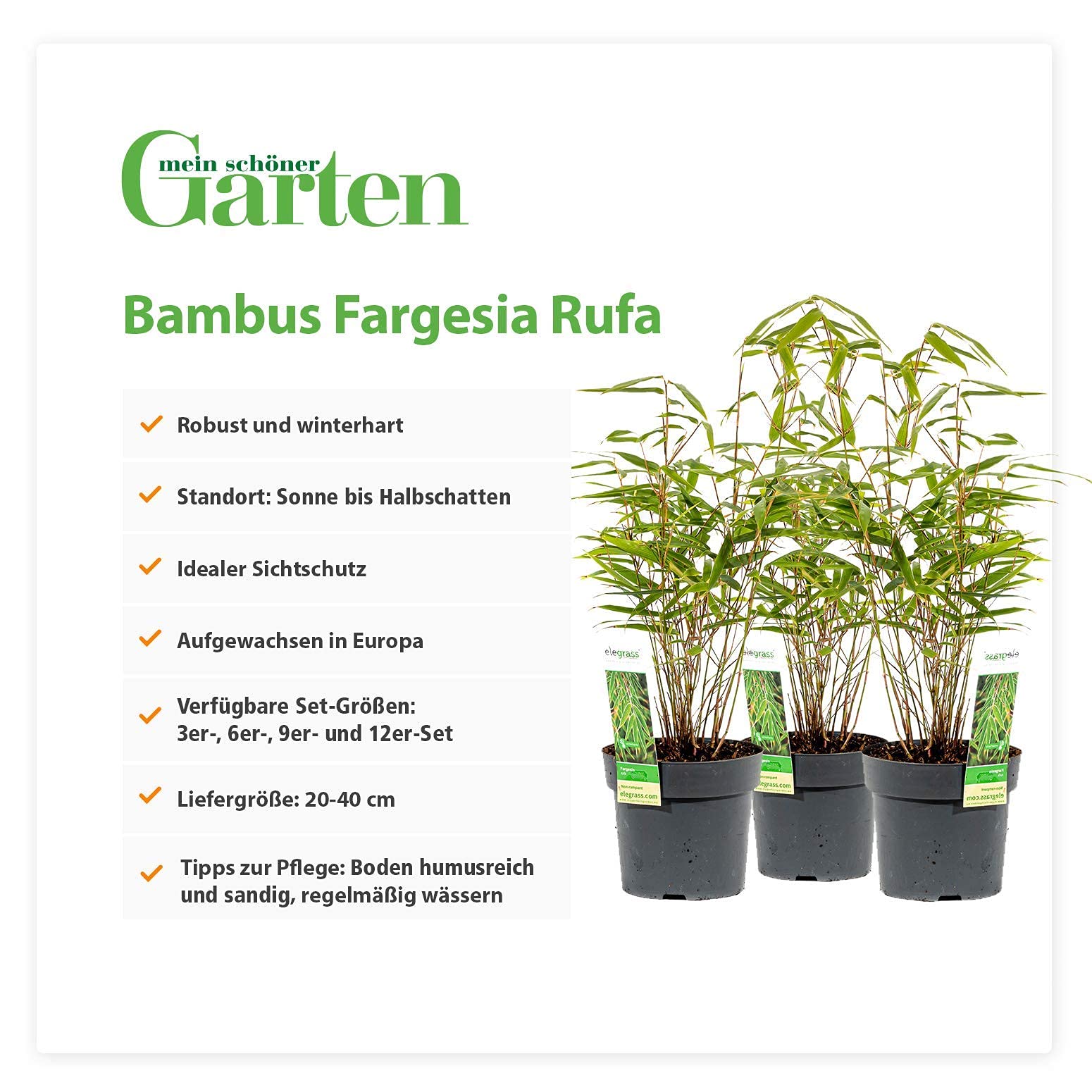 Mein schner Garten Bambus Fargesia Rufa  Schirmbambus fr Garten Terrasse  und Balkon  Bambuspflanze immergrn  Gartenbambus winterhart  Echter  Heckenbambus als Sichtschutz : Amazon.de: Garten