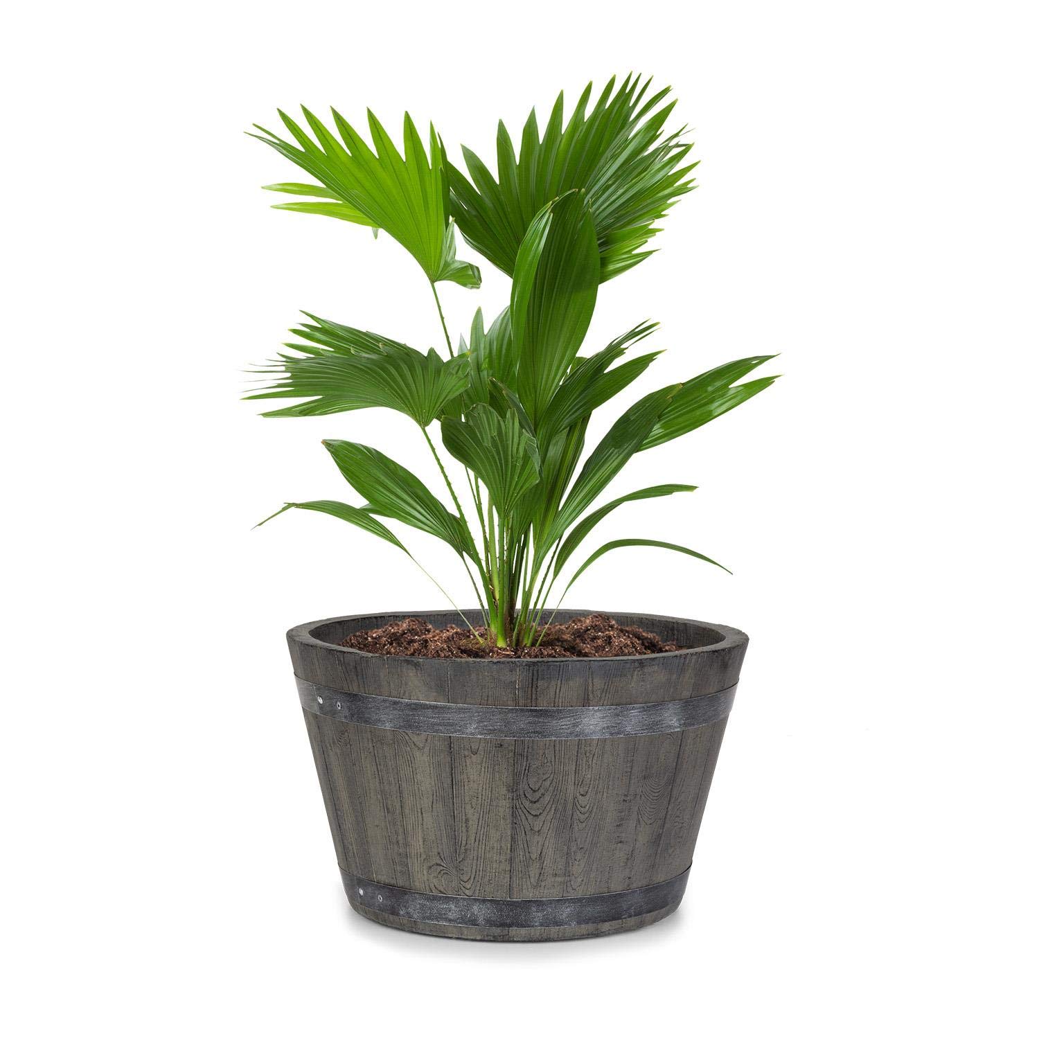 Laptop Qualität subtil pflanzkübel fibreclay Verrückt Kandidat Absolut Laptop Qualität subtil pflanzkübel fibreclay Verrückt Kandidat Absolut