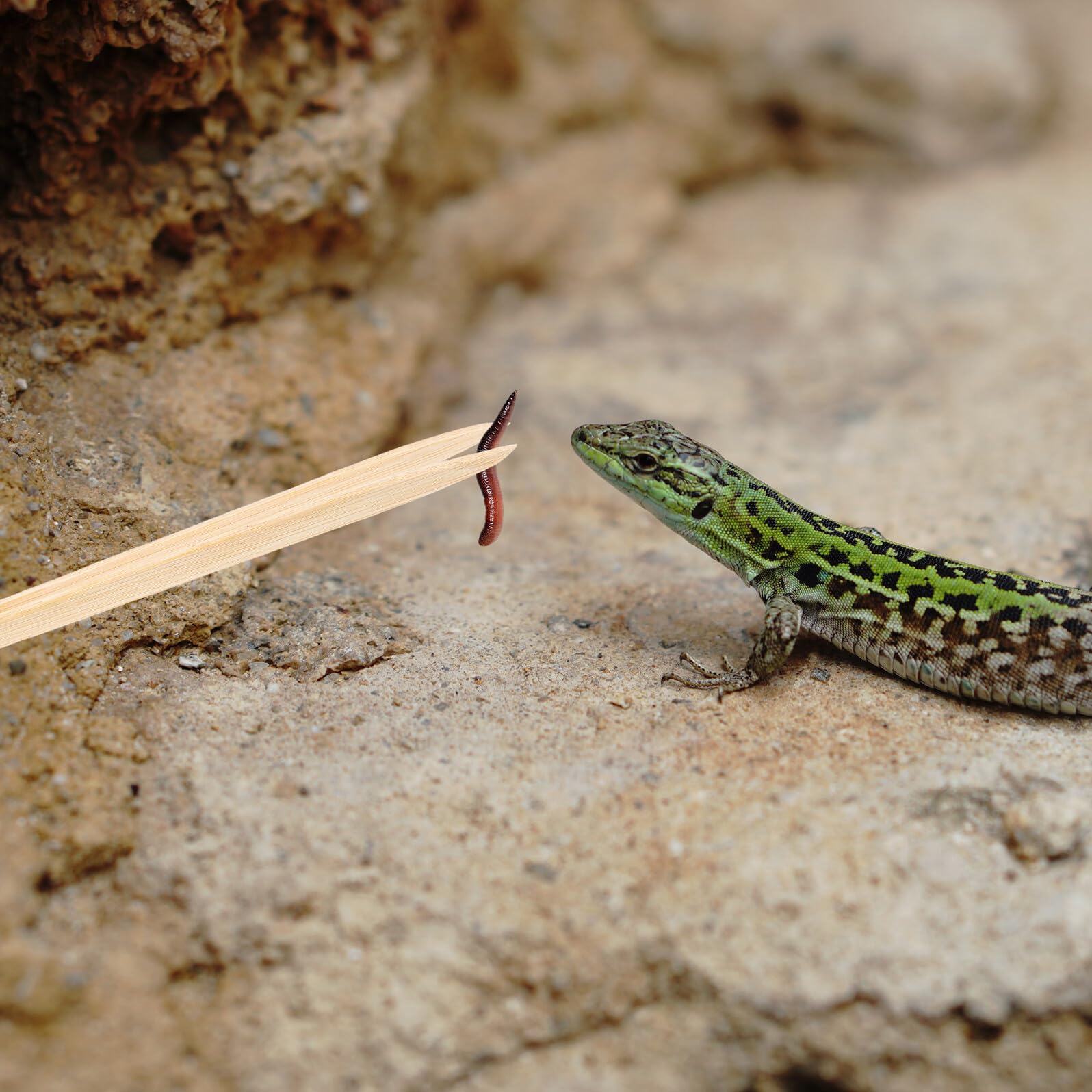Pince Bambou pour Nourrir Reptiles Pince Nourrissage Sécurisée et Réutilisable pour Lézards Serpents et Tortues Outil Alimentation Écologique et Pratique