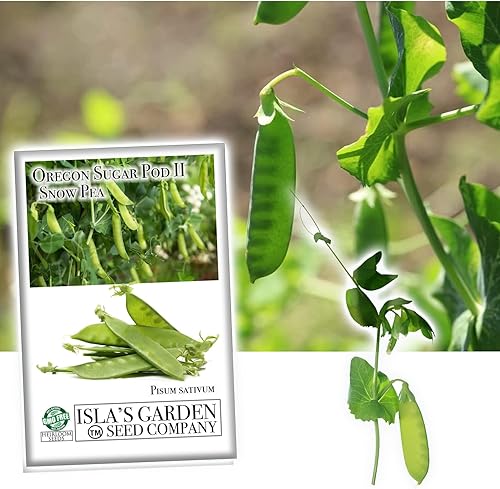 Oregon Sugar Pod II - Semillas de guisante de nieve para plantar, más de 50 semillas tradicionales por paquete, semillas de jardín de Isla (semillas