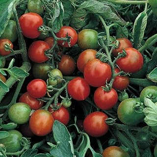 Tomato red Alert Bush Seed by Thompson and Morgan