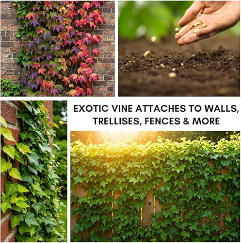 Miniatura 5 de 20 semillas de hiedra de Boston para plantar - Hiedra enredadera japonesa - Se envía desde Iowa, EE. UU