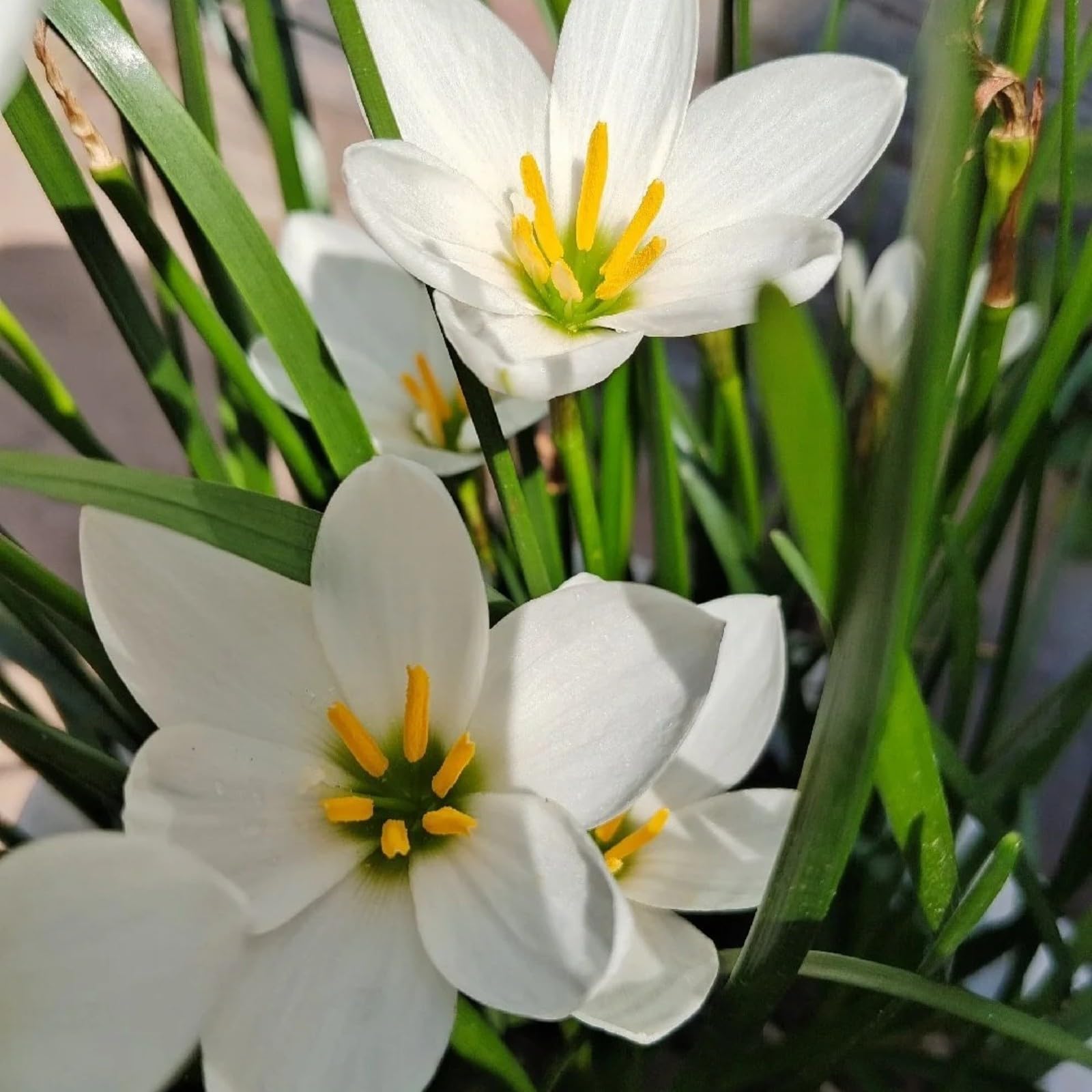 Rari Lampadine Profumate,Giglio Di Pioggia,Crescita Rapida Bellissimo Giardino.-15bulbi-J