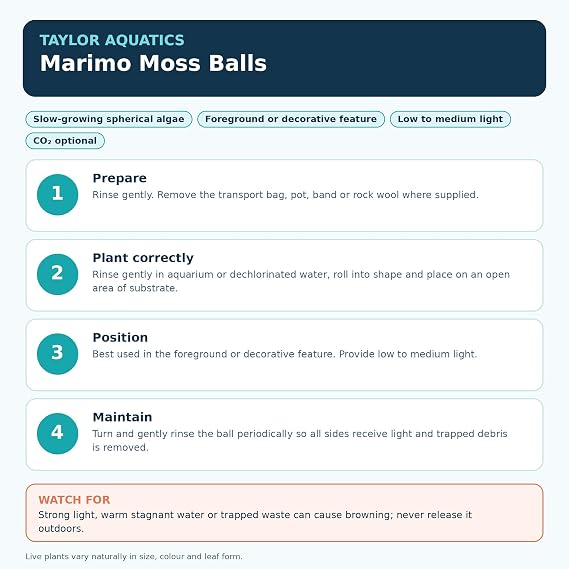 Moss Balls Beautiful Green for Shrimp Tropical Plant CARIDINA NEOCARIDINA (2 Moss Balls 2-3cm)