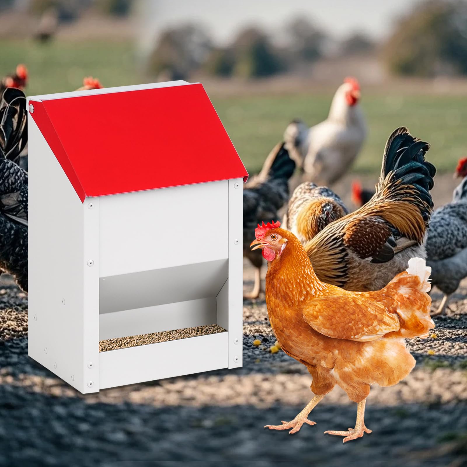 Comedero automático para pollos, 4,5 kg, de metal, comedero para gallinas, comedero para aves de corral con tapa, accesorio para gallinero, rojo (10 kg)