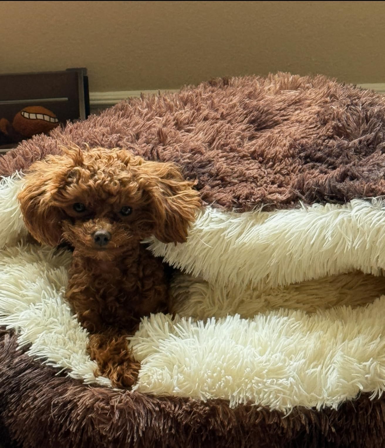 Pet Cave Beds for Dogs​, Cozy Cave Cat Bed​ photo review