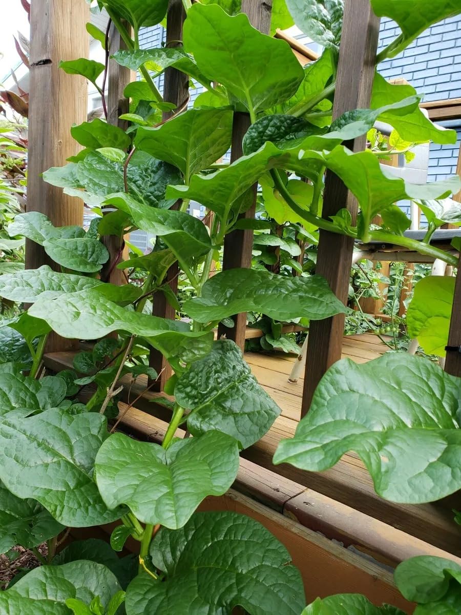 Golden Bloom Hybrid Giant Malabar Spinach Seeds Poi Ka Saag Basella Alba Round Leaf Vining Green Plant Ceylon Spinach, Vine Spinach, Spinach Leaf Vegetable Seed Pack Of - 200 Seeds (Pack Of 200) (B0D3FB144T) Amazon Price History, Amazon Price Tracker