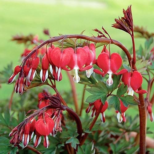 QAUZUY GARDEN Semillas de corazón sangrantes 10 semillas de flores rojas brillantes flor de corazón dicentra spectabilis llamativa flor de sombra