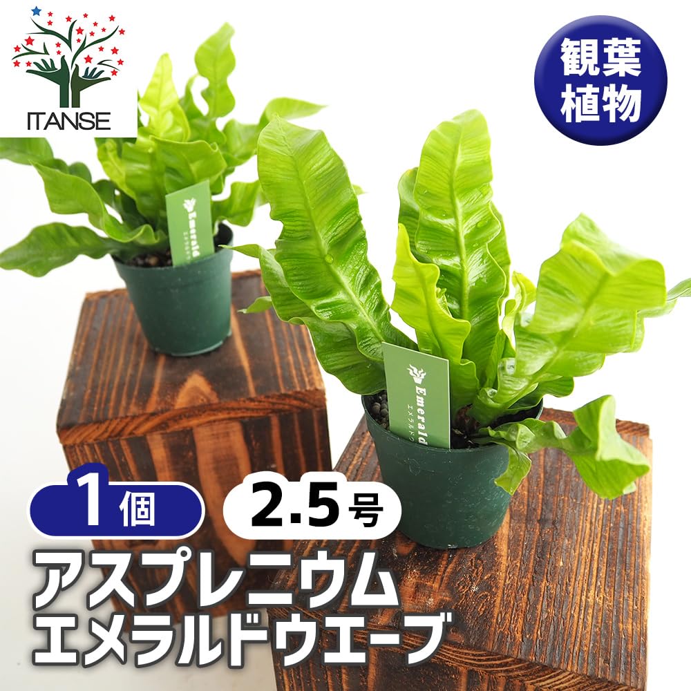 Amazon｜ITANSE アスプレニウム (タニワタリ) エメラルド
