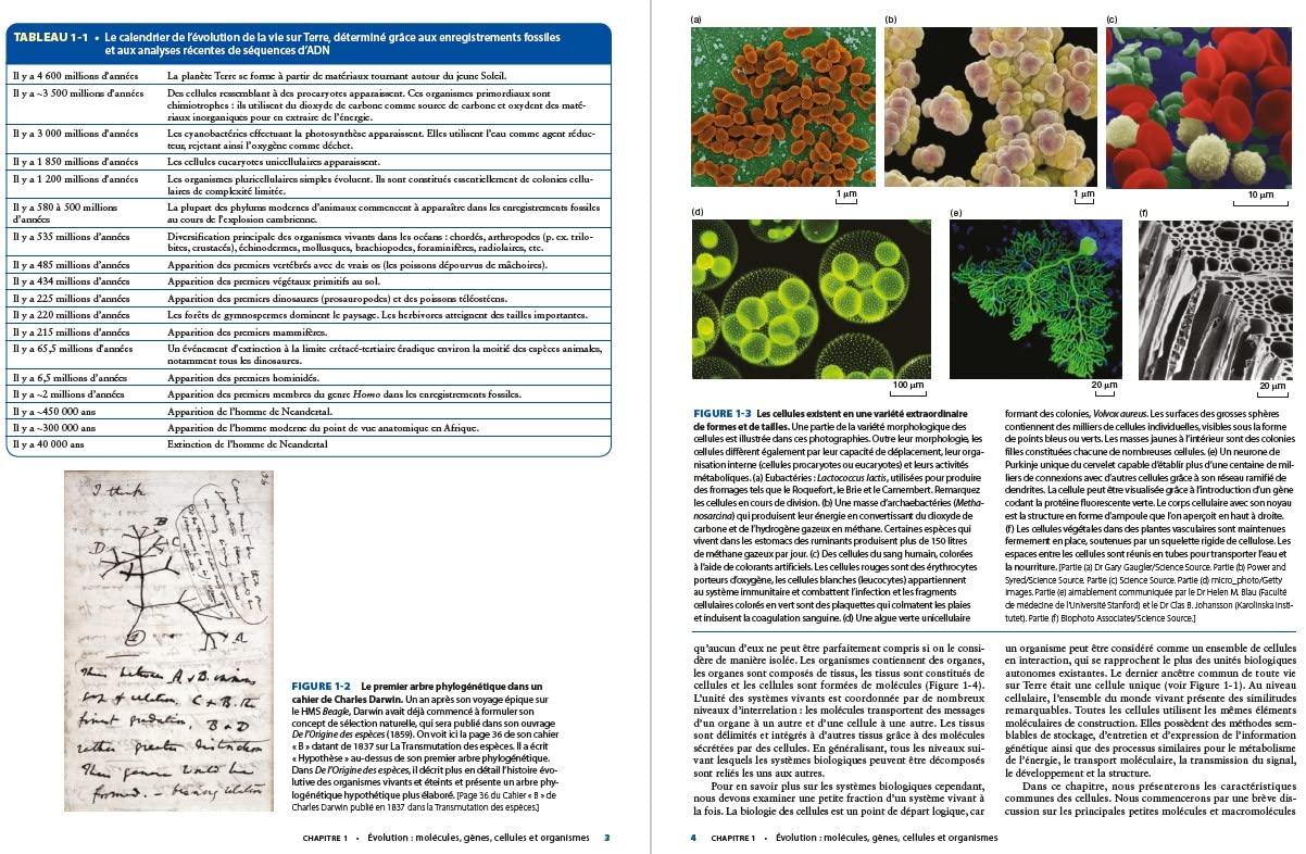 Biologie moléculaire de la cellule