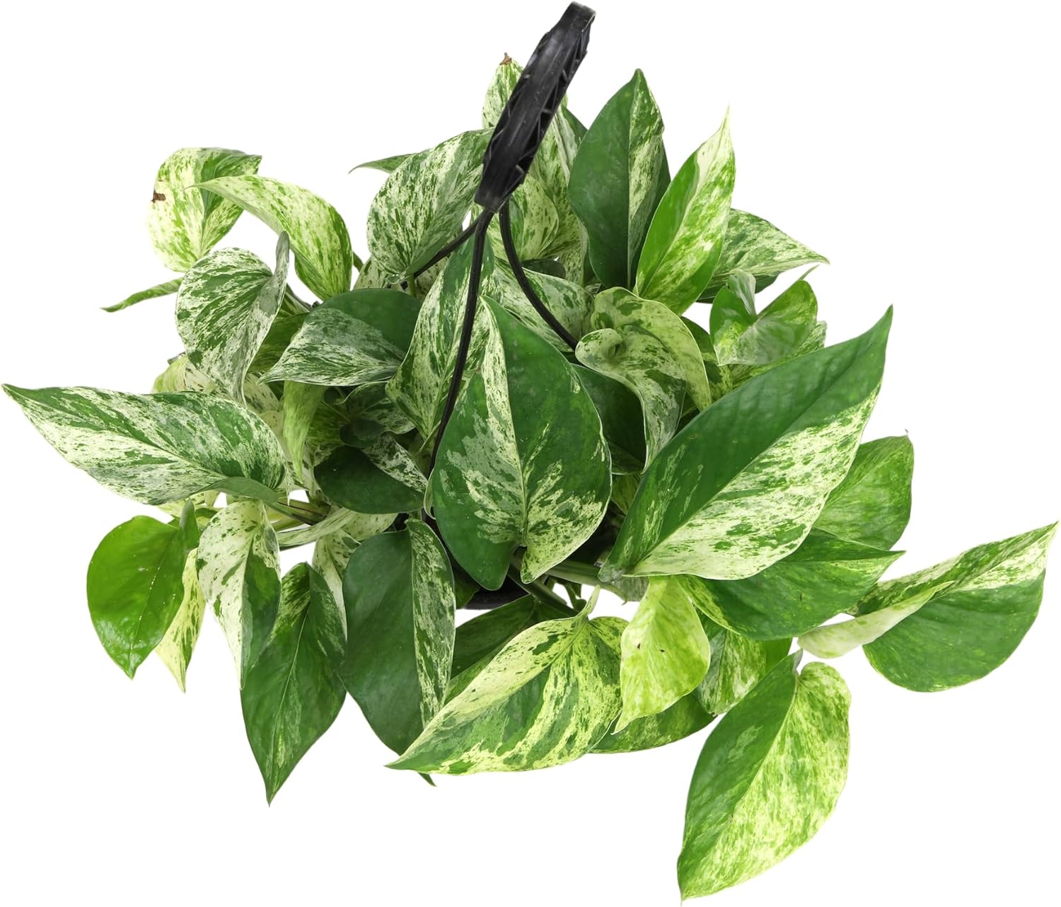 Variegated Marble Queen Pothos in 6" Hanging Basket with Detachable Hook, Live Plant Decor, Real Houseplant for Home or Office, Real Easy to Grow Houseplants by Plants for Pets